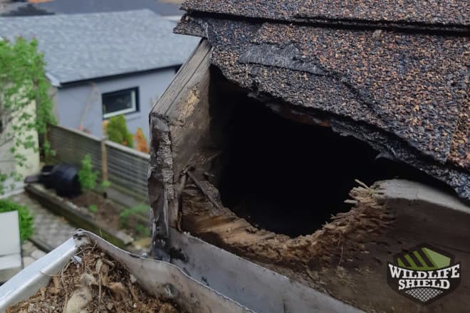 Case Study Squirrel Chews Through Roof Edge to Nest in Attic