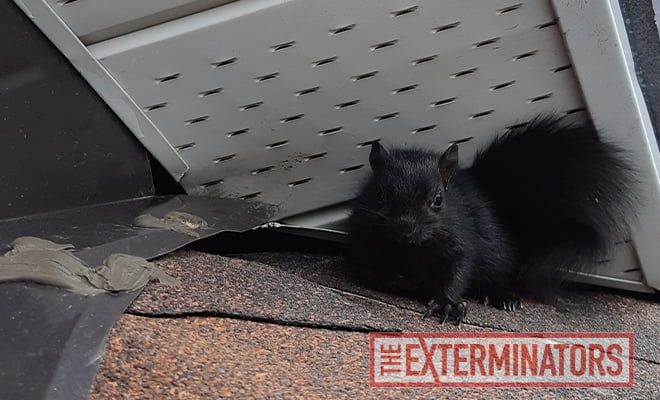 Case Study Squirrel Seen Leaving During Squirrel Exclusion in Pickering