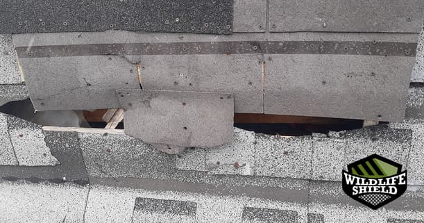 damaged area of the roof