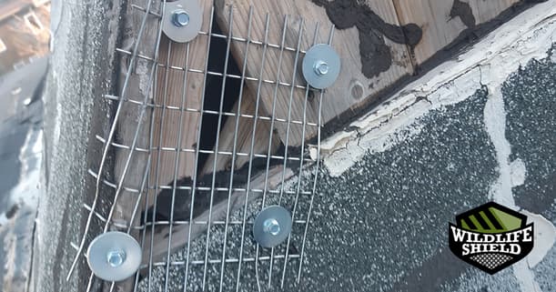 roof top entry sealed with steel mesh