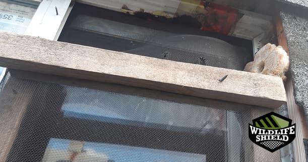 room window squirrel entry point