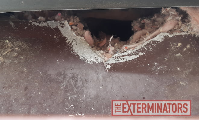 squirrel entrance point found on fascia