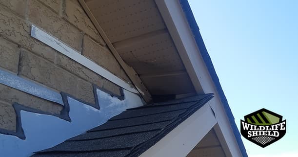 squirrel-entry-way-though-roof-soffit