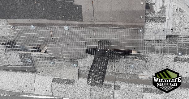 case study squirrel and mice in a third floor attic in toronto