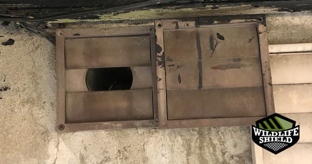 wall vents easy squirrel entry point