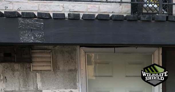 wall vents squirrel entry points