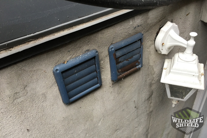 Dryer Vents Rodent Entry Point