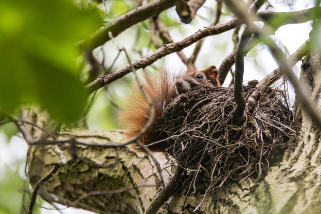 How Many Babies do Squirrels Have at a Time