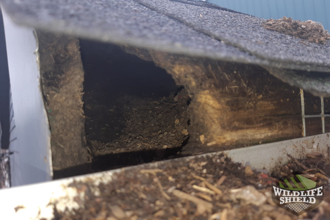 Squirrel Entry Point Roof Edge