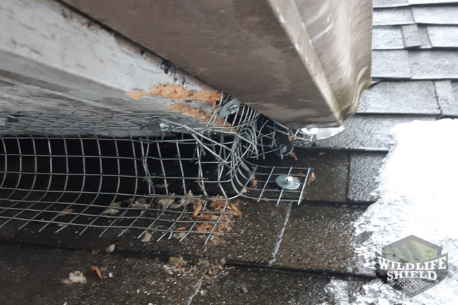 Squirrel Entry Point Sealed