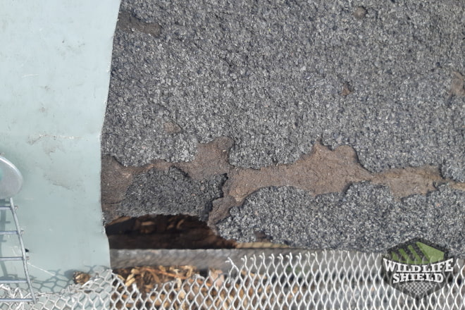 Squirrel Entry Point in Roof