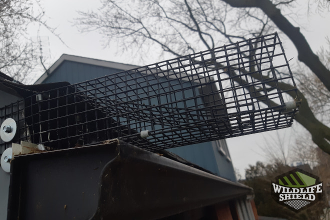 Squirrel One-Way Door in Roof