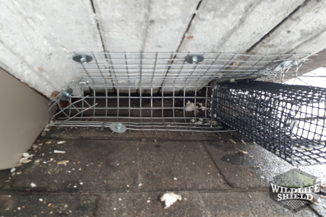 Squirrel One-Way Door in Soffit