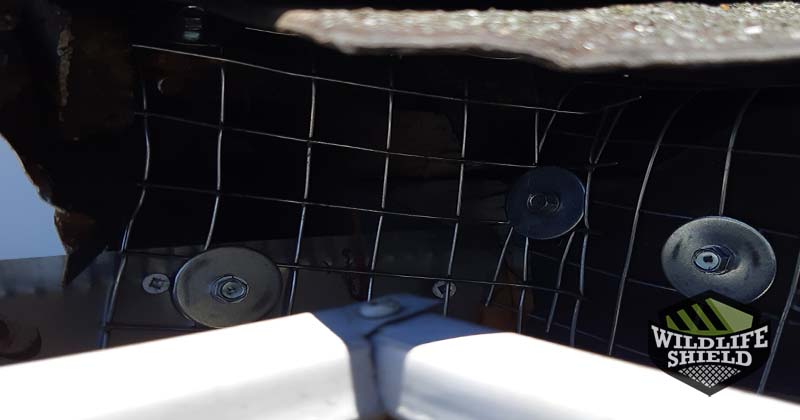 area-of-drip-edge-was-sealed-with-galvanized-steel-mesh