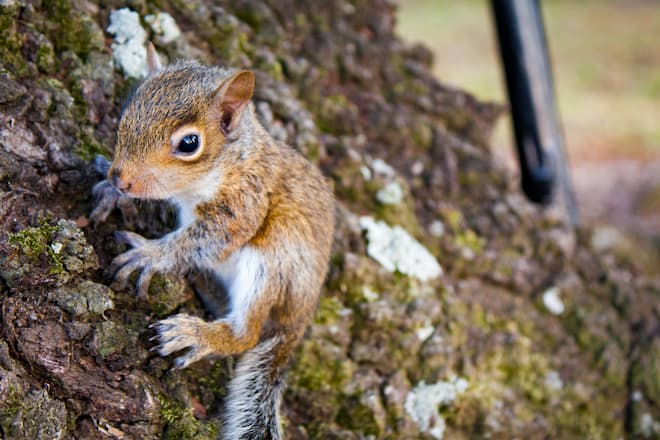 baby squirrels trapped in attic