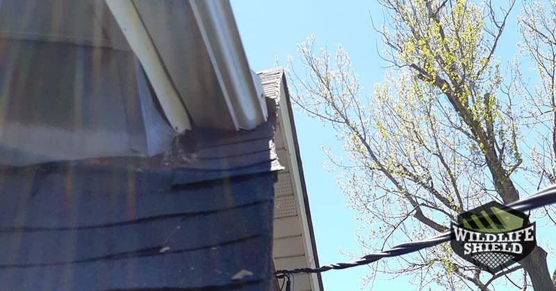 entry point soffit roof intersection old toronto