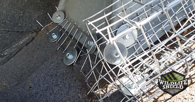 one way door squirrel exclusion