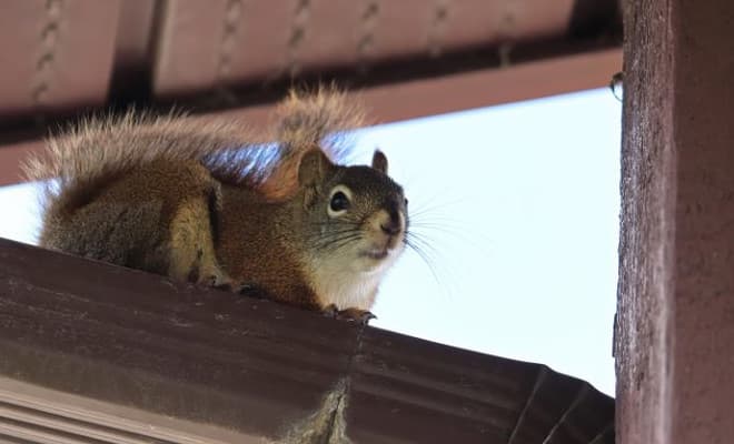 owls eat squirrels-featured image