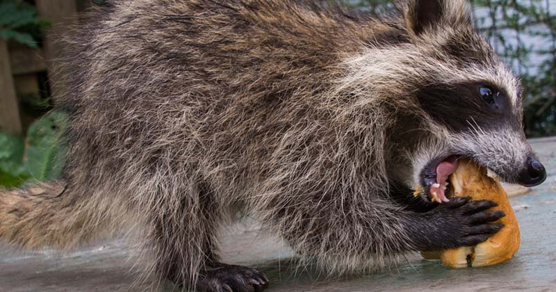 do raccoons eat squirrels squirrel sleeping