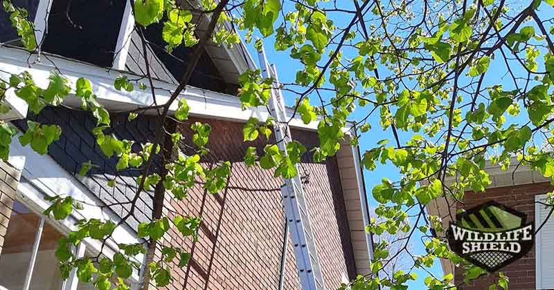 High up squirrel removal in old toronto