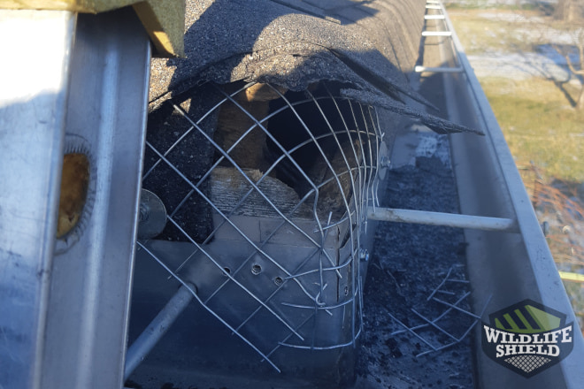 Entry Point Covered in Mesh