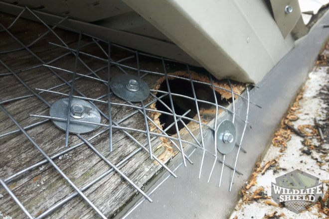 Squirrel Entry Point Sealed