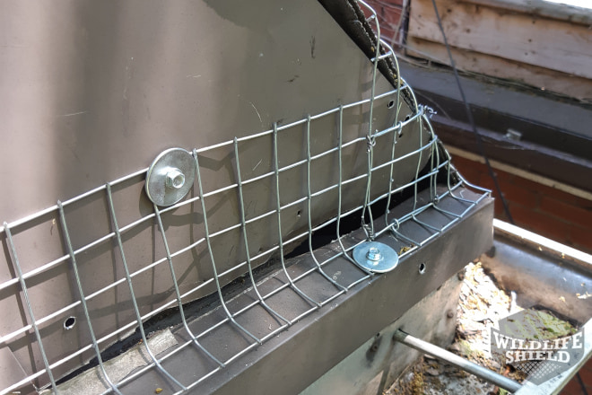 Squirrel Entry Point Sealed