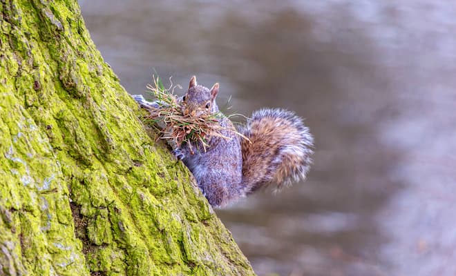 What Happens If a Squirrel Gets In your House