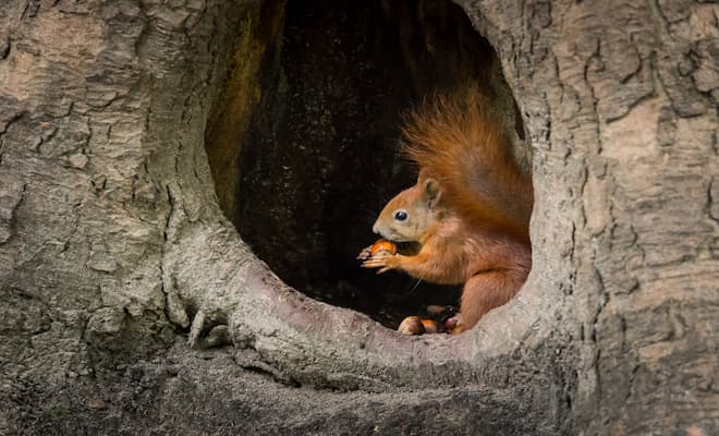 When Squirrels Build Nests High in Trees
