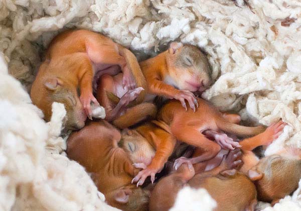 squirrel babies in attic insulation