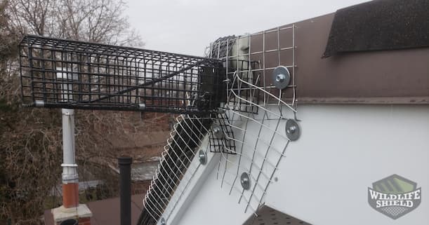 Case Study: Repeated Squirrel Entry in Old Toronto