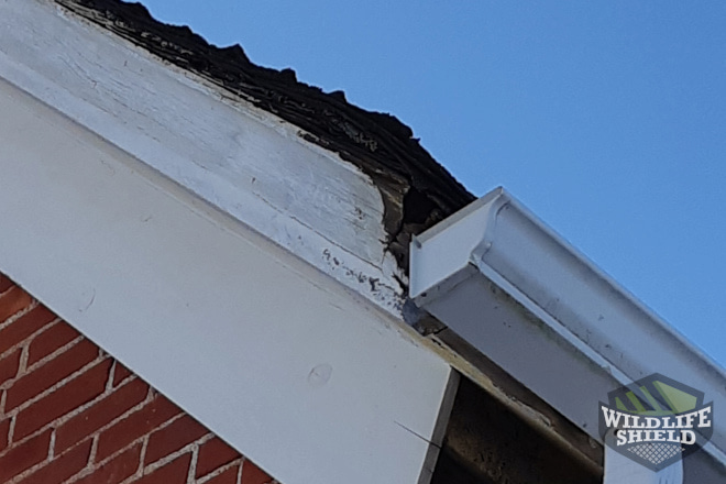 Case Study: Squirrel Chews Through Shingles in Grimsby