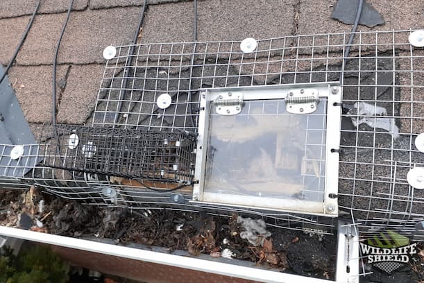 Case Study: Squirrels and Raccoons Break into Attic in Brampton