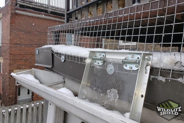 Raccoon One-Way Door under Deck