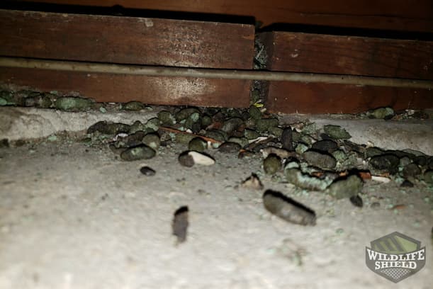 Rat Droppings in Attic
