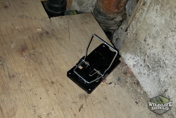 Rat Snap Traps Inside Home