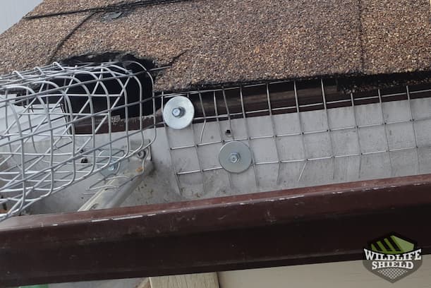 Squirrel One-Way Door in Drip Edge