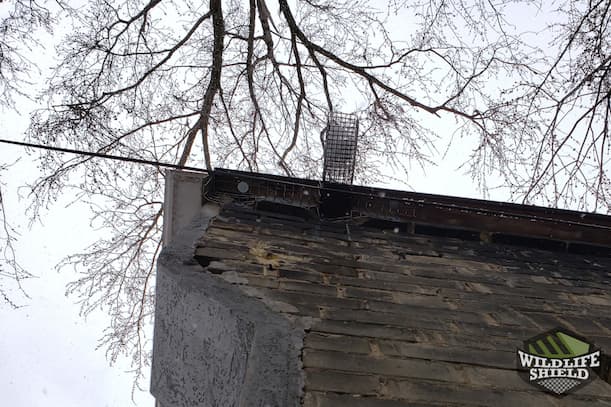 Squirrel One-Way Door in Roof Edge