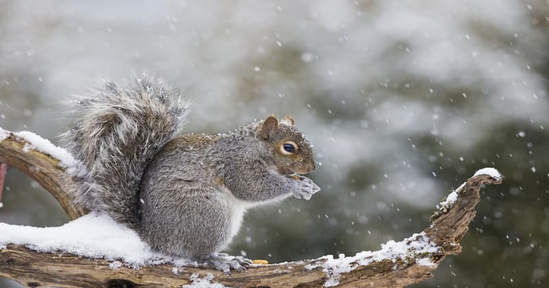 Squirrels in the winter