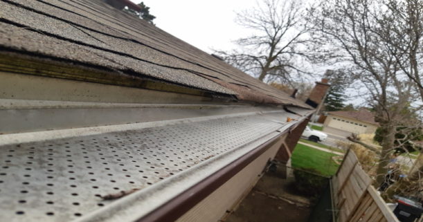 Case Study: Red Squirrel Found On Second Floor