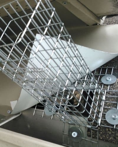 guaranteed squirrel removal services hamilton