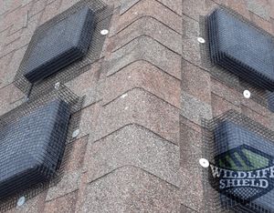 roof vent squirrel exclusion