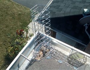 humane squirrel removal using one way door