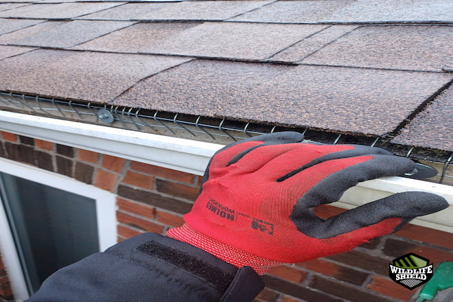 drip edge squirrel exclusion in toronto east york