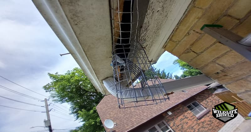 A squirrel One-Way Door was placed to let the squirrel leave.