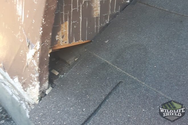 Squirrel Entry Point in Roof Toronto