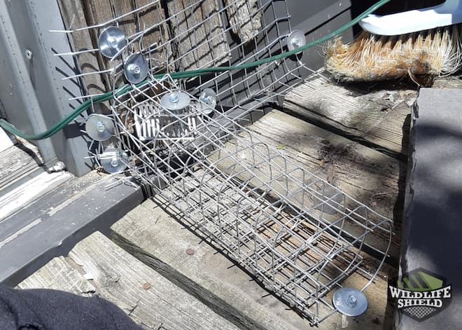 Squirrel One-Way Door on Balcony