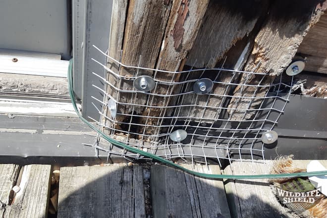 Squirrel One-Way Door Removed