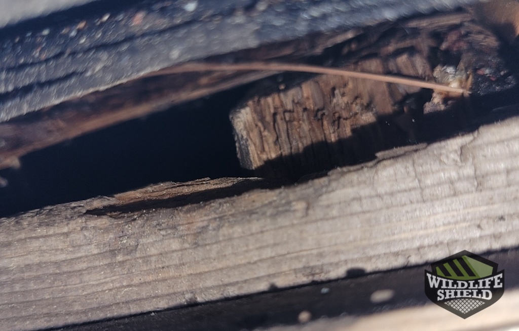 Seriously Damaged Drip Edge