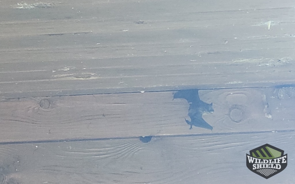 Live Bat Entering Overhang Opening